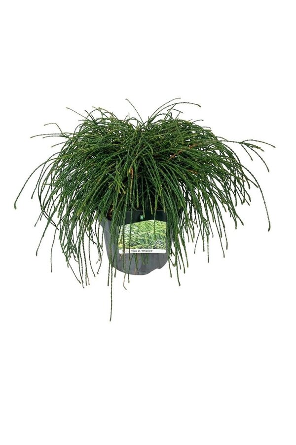 Conifeer Thuja Whipcord