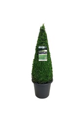 Buxus sempervirens