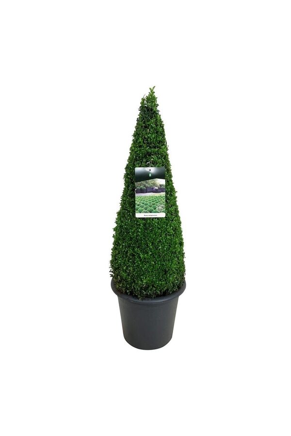 Buxus sempervirens