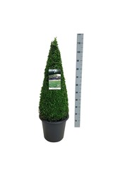 Buxus sempervirens