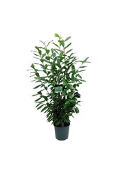 Portugese laurier Prunus Novita