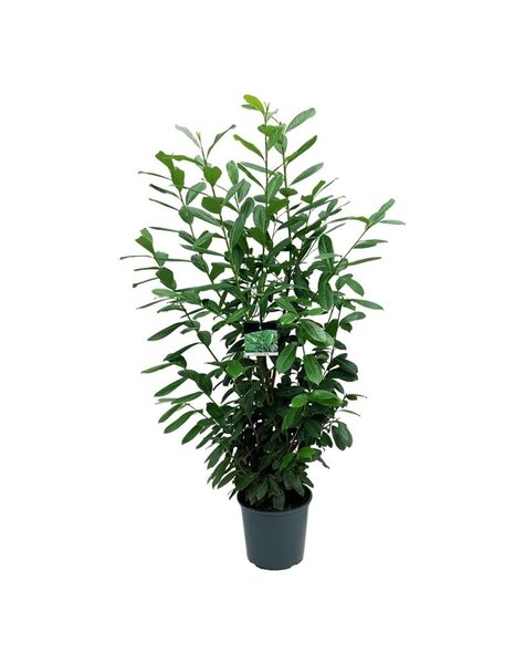 Prunus