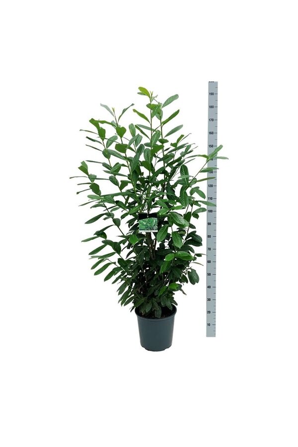 Portugese laurier Prunus Novita