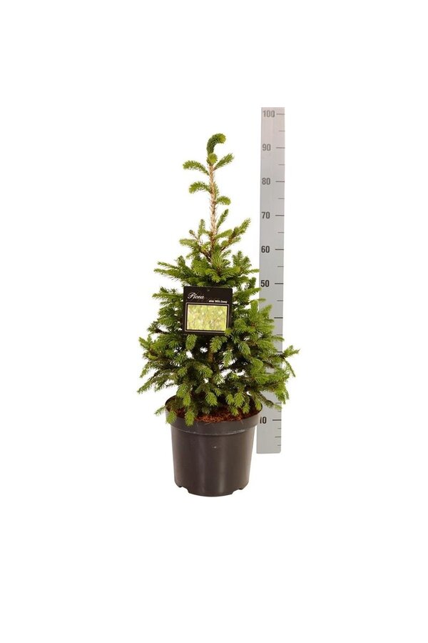 Sapin argenté Picea abies Wills Zwerg