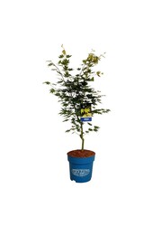 Érable Acer Arctic Jade ®