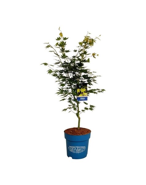 Acer