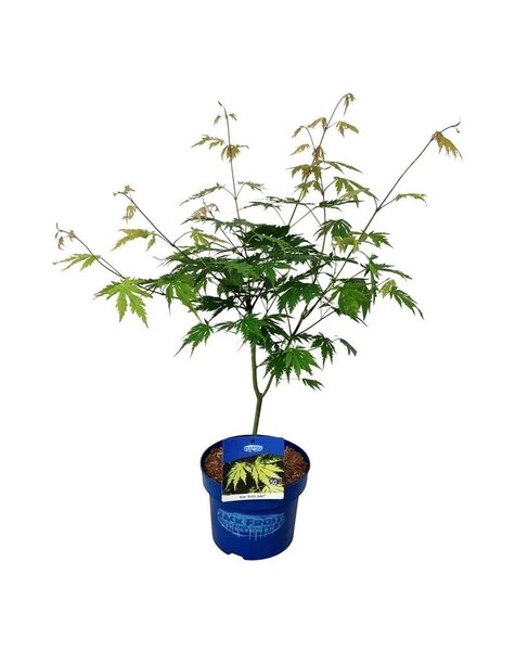 Acer