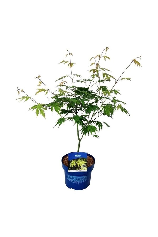 Érable Acer Arctic Jade ®