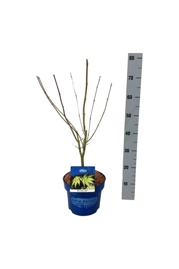Érable Acer Arctic Jade ®