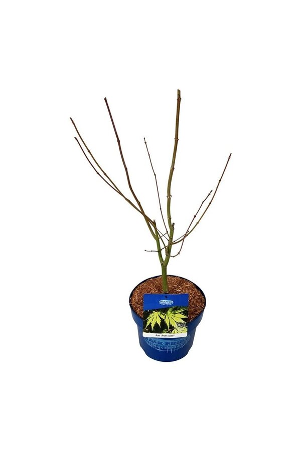 Esdoorn Acer Arctic Jade ®
