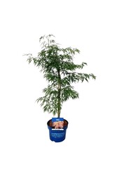 Esdoorn Acer Ice Dragon ®