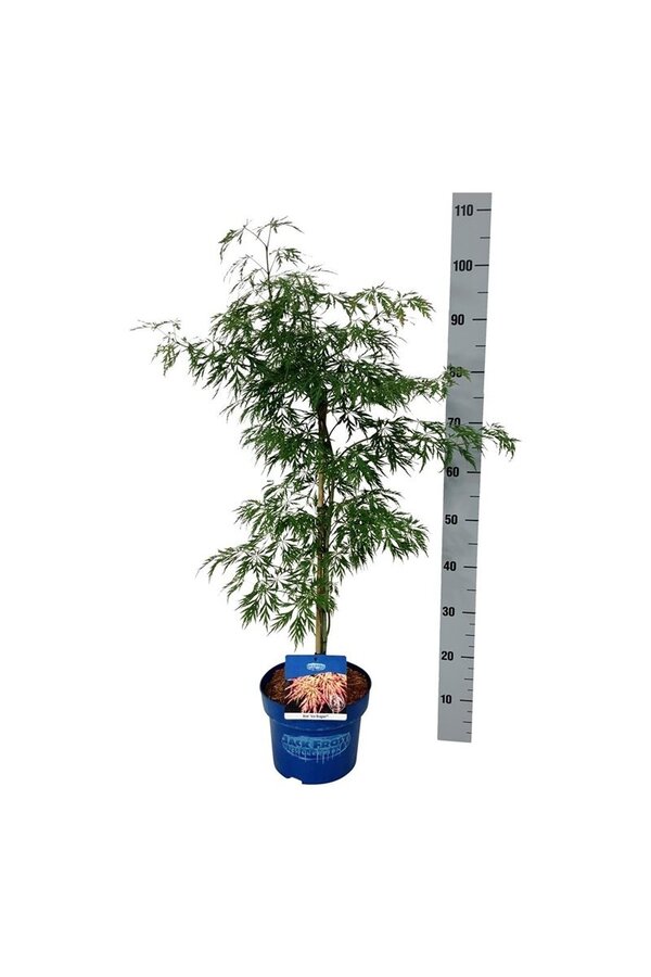 Esdoorn Acer Ice Dragon ®