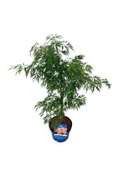 Esdoorn Acer Ice Dragon ®