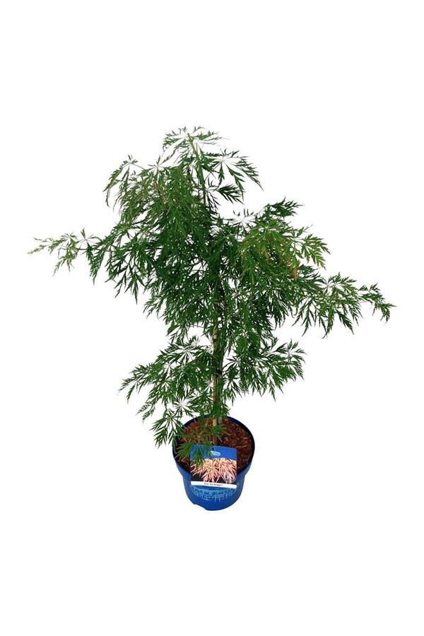 Esdoorn Acer Ice Dragon ®
