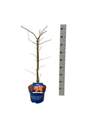 Esdoorn Acer Ice Dragon ®