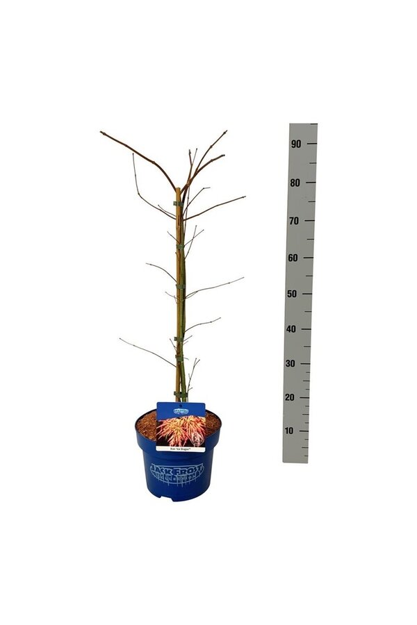 Esdoorn Acer Ice Dragon ®