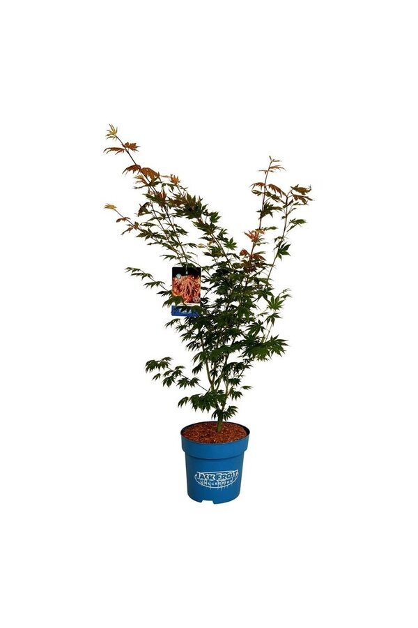 Érable Acer North Wind ®