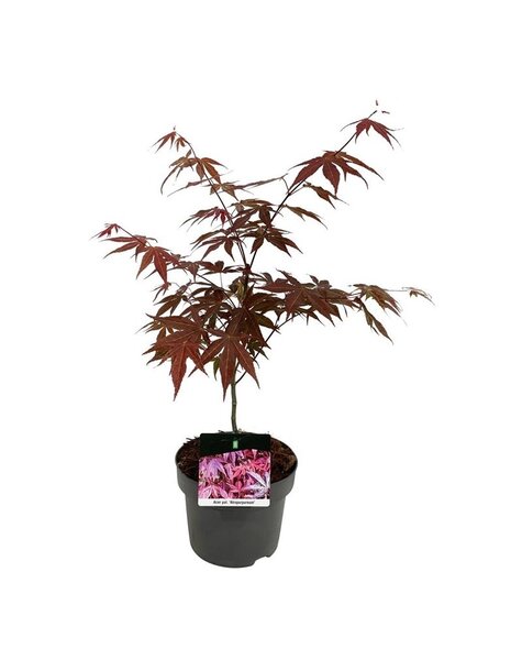 Acer