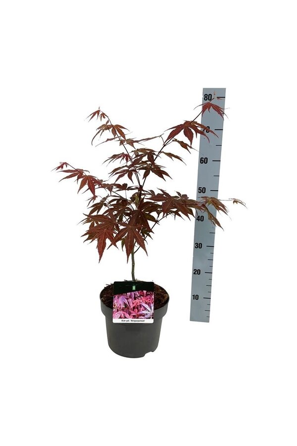 Esdoorn Acer Atropurpureum