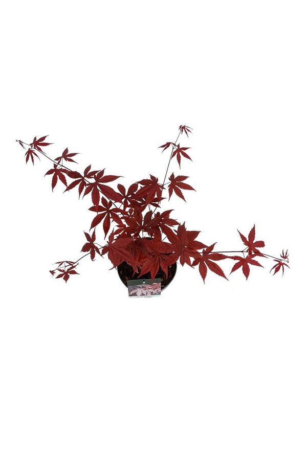 Esdoorn Acer Bloodgood