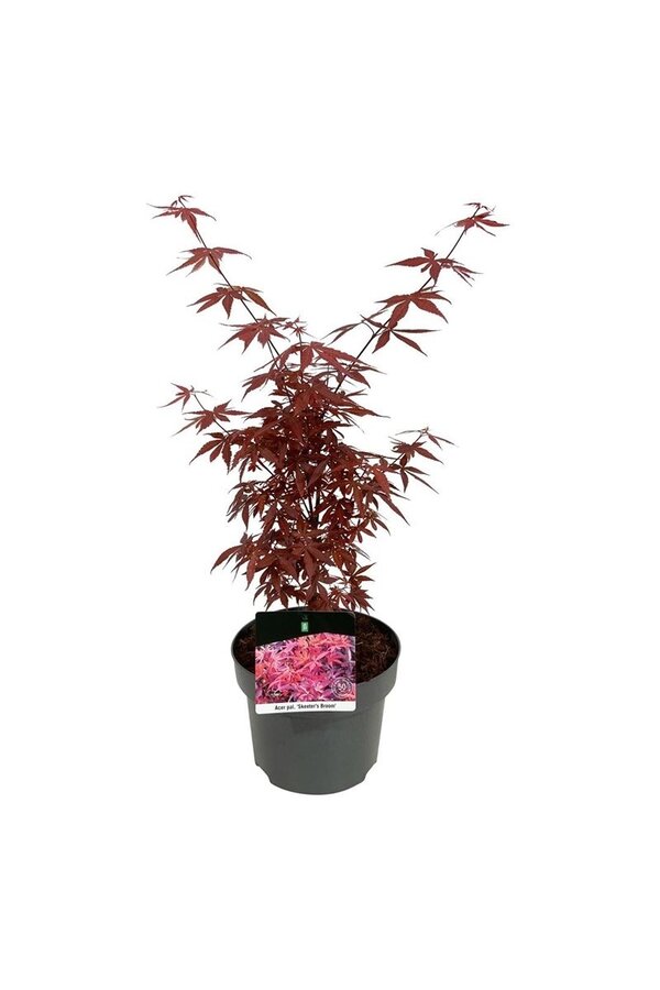 Esdoorn Acer Skeeters Broom