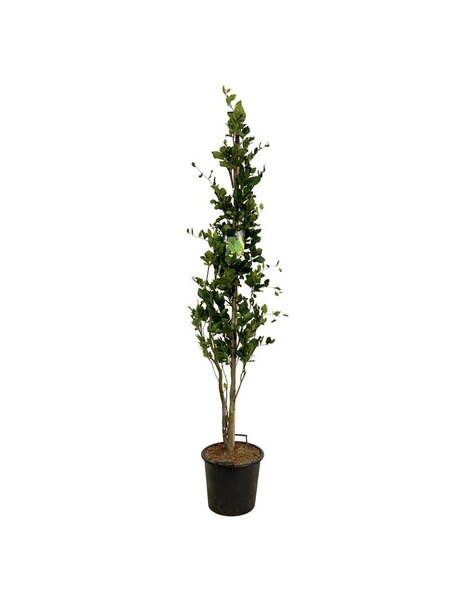 Fagus