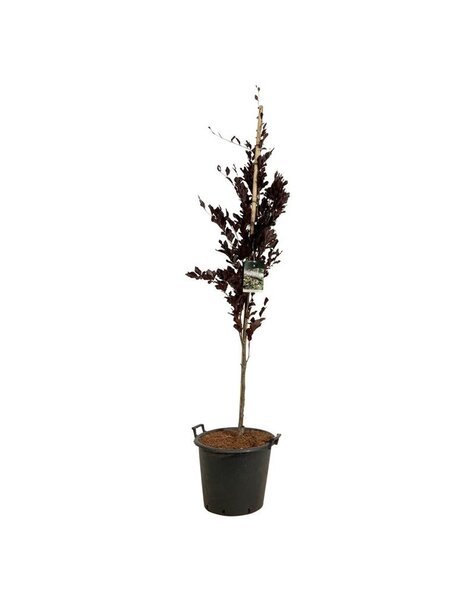 Fagus