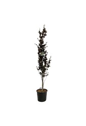 Beukenboom Fagus Dawyck Purple