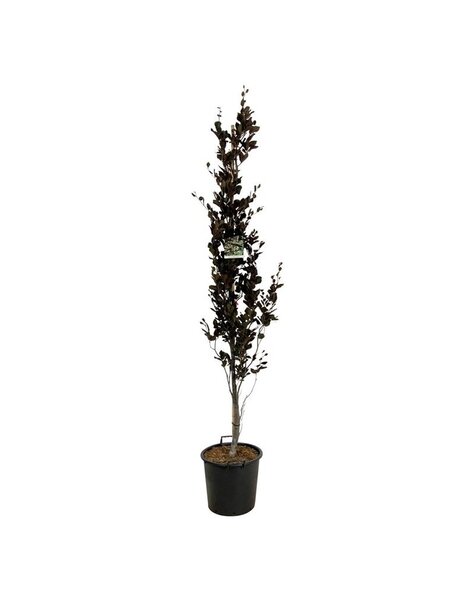 Fagus