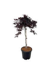 Hêtre Fagus Rohan Weeping