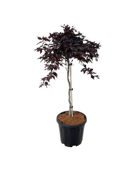 Fagus
