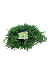 Cyprès Juniperus Greenmantle