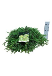 Cyprès Juniperus Greenmantle