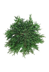 Cyprès Juniperus Greenmantle