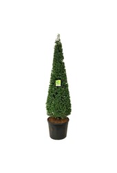 Larix kaempferi