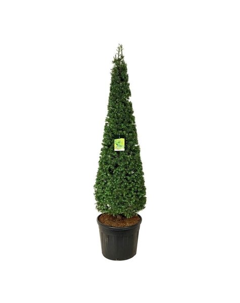 Larix