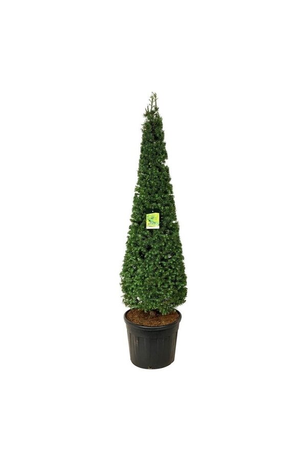 Larix kaempferi