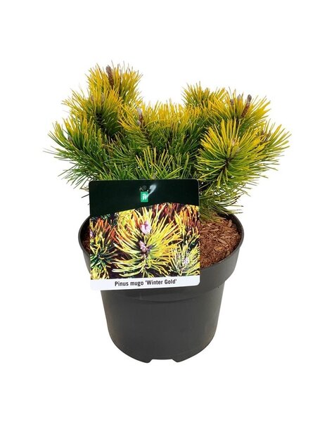 Pinus