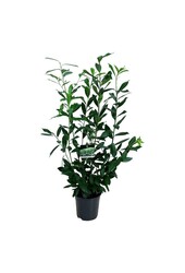 Portugese laurier Prunus Caucasica
