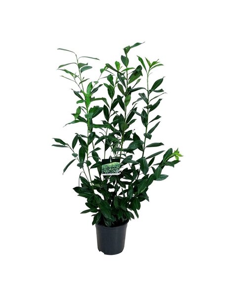 Prunus