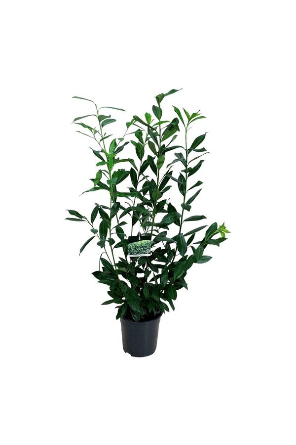 Portugese laurier Prunus Caucasica