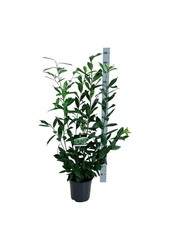 Portugese laurier Prunus Caucasica