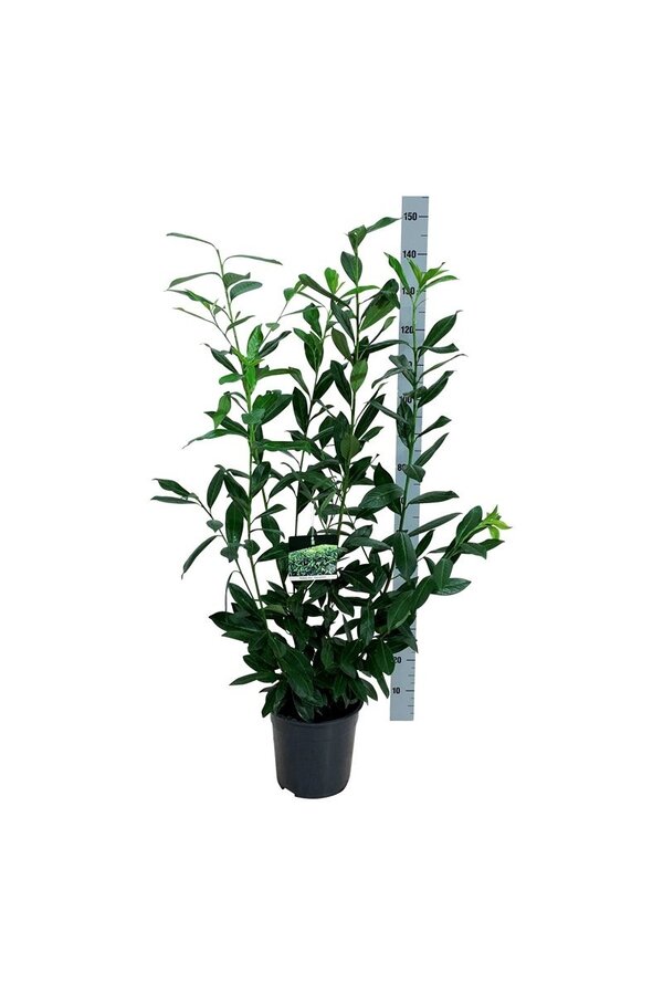 Portugese laurier Prunus Caucasica