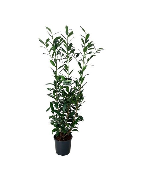 Prunus