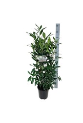 Laurier du Portugal Prunus Herbergii