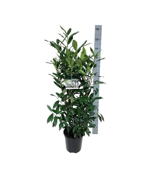 Prunus