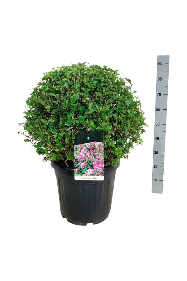 Sering Syringa meyeri Palibin