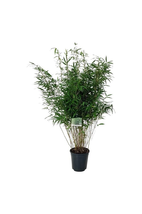 Bamboe Fargesia robusta Wenchuan