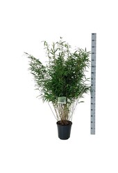 Bamboe Fargesia robusta Wenchuan