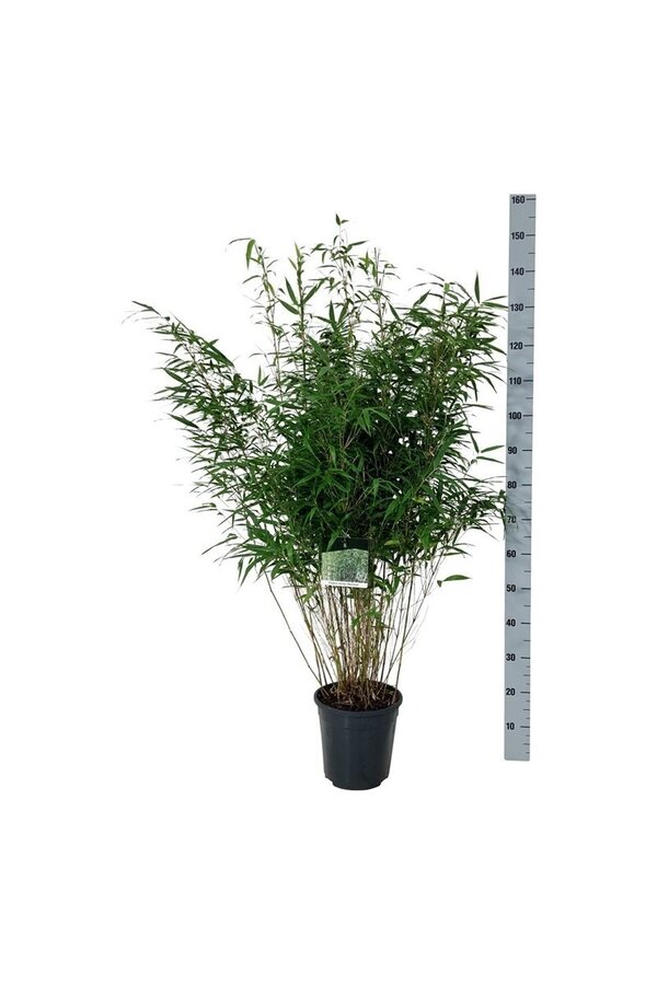 Bamboe Fargesia robusta Wenchuan